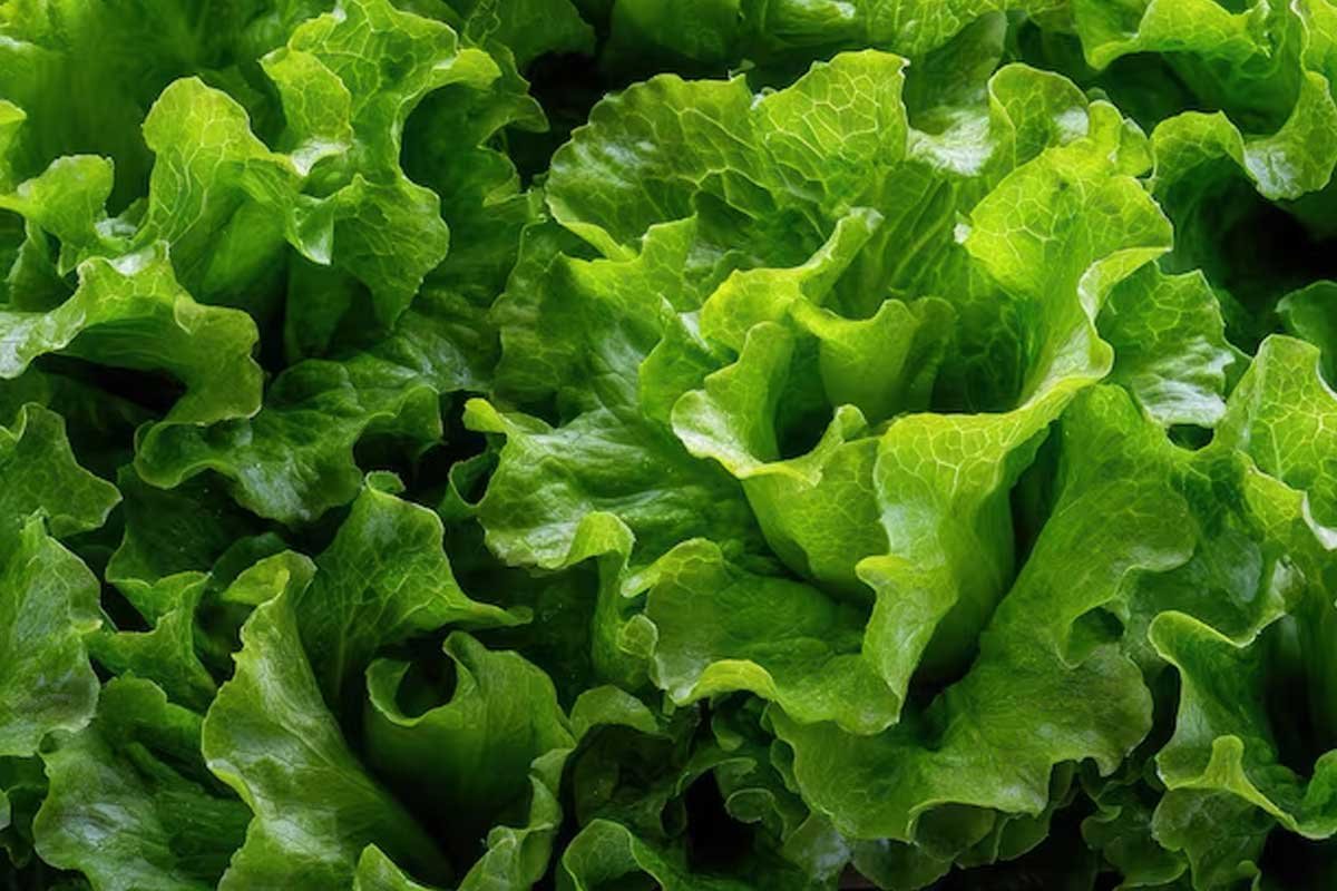 Kale