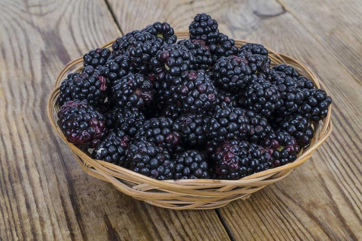 Blackberries