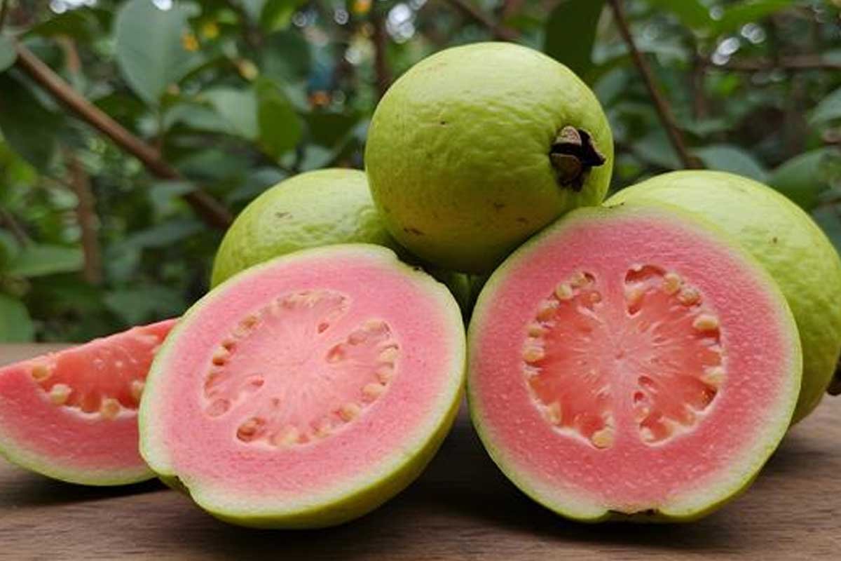 Guava can be a nutritious addition to a diabetes-friendly eating pattern.