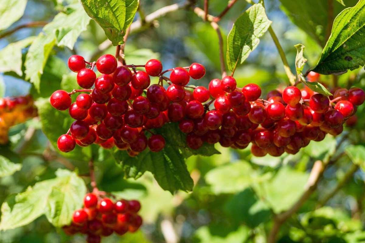 What Are Cranberries
