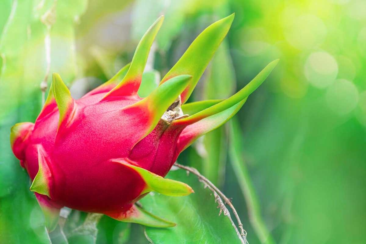 What Is Dragon Fruit