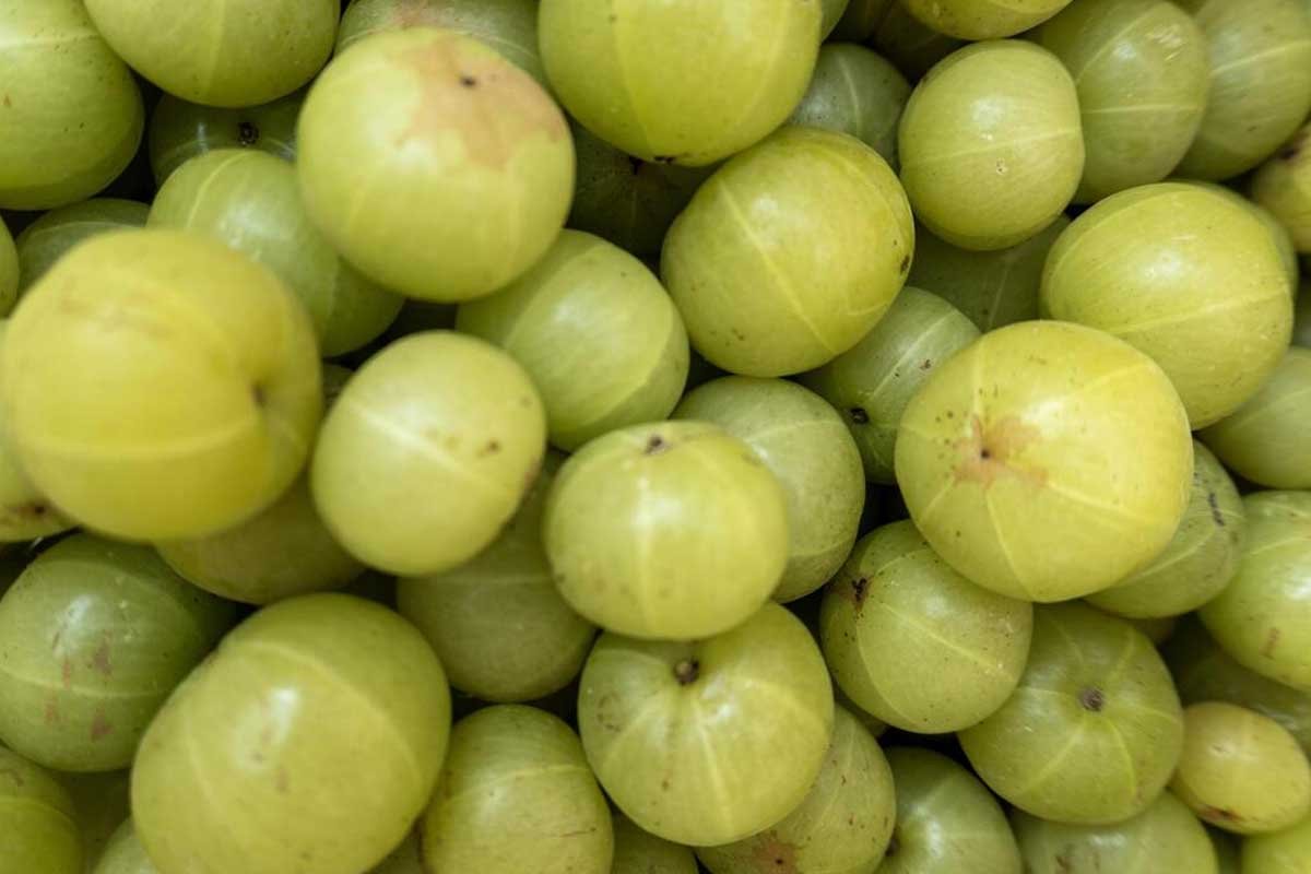 What Is Indian Gooseberry