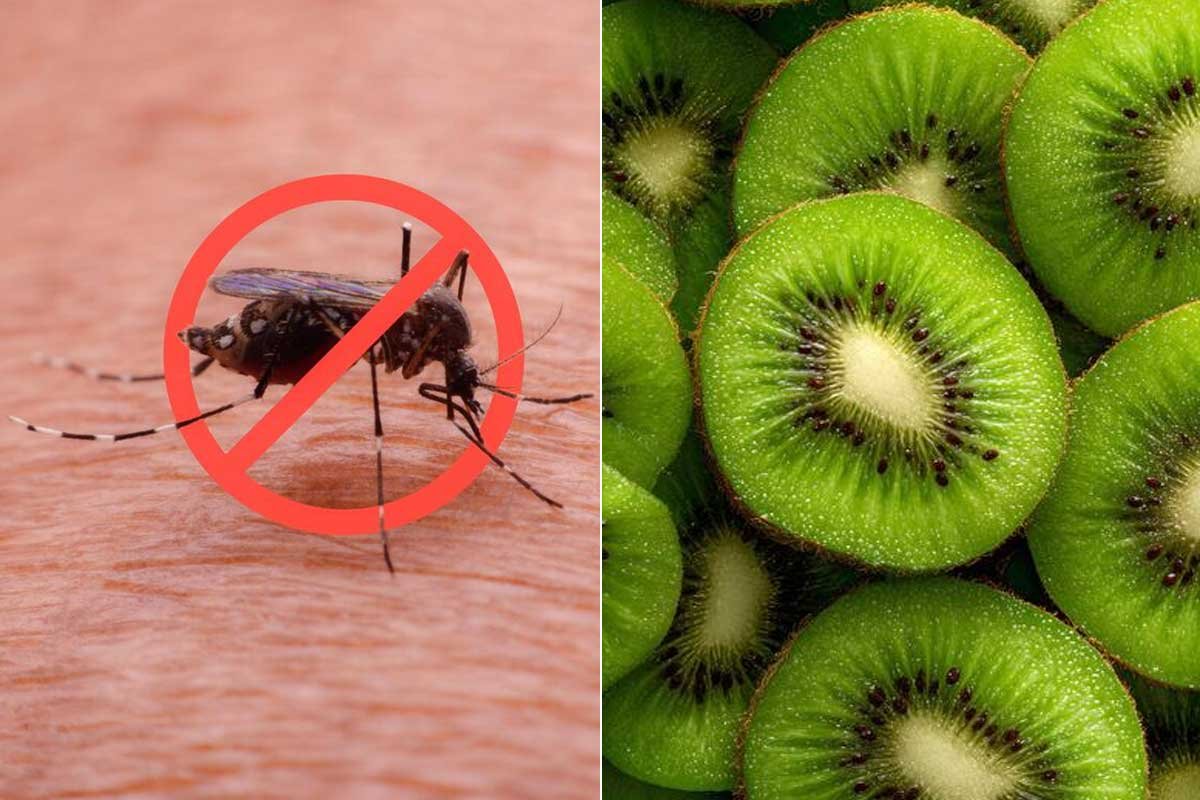 क्या डेंगू में कीवी खाने से प्लेटलेट्स बढ़ते हैं?