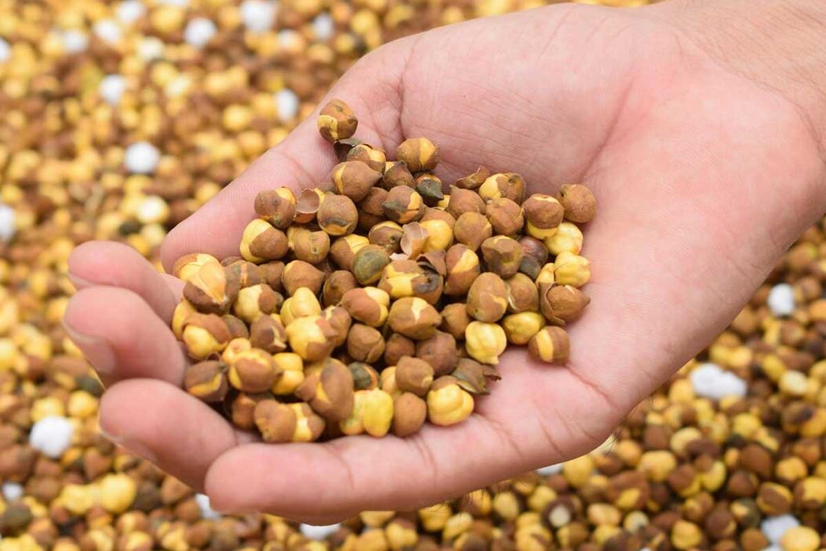 Roasted Chickpeas